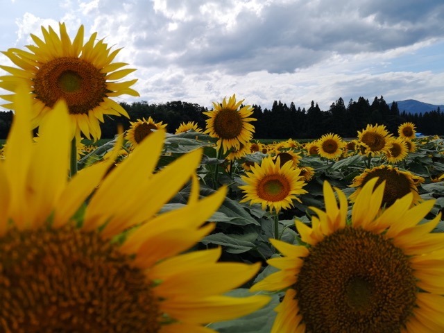 新潟県津南町ひまわり畑の迷路の開花状況写真画像