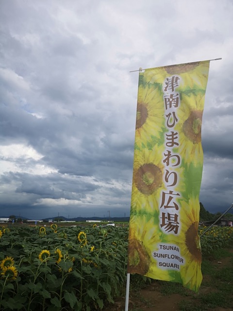 新潟県津南町ひまわり畑写真画像