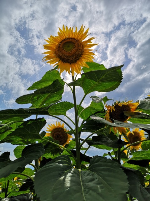 新潟県津南町ひまわり畑開花状況の写真画像