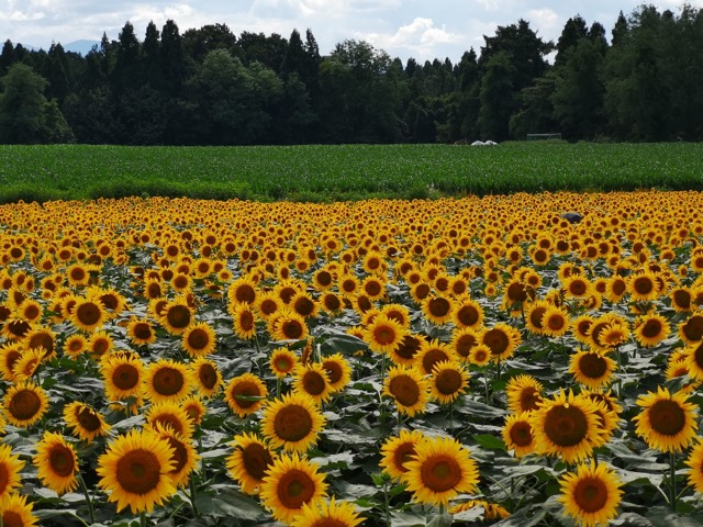 新潟県津南町ひまわり畑開花状況満開の写真画像