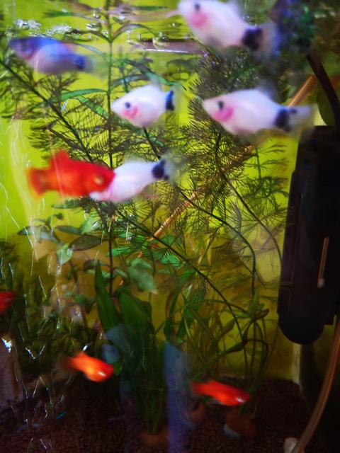 ミッキーマウスプラティ 癒し系熱帯魚 のおすすめ画像