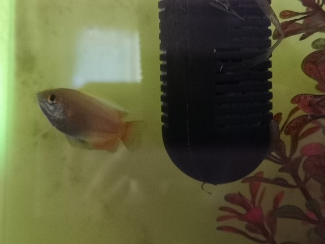 育児疲れ癒しグッズおすすめ 熱帯魚のハニーグラミー画像
