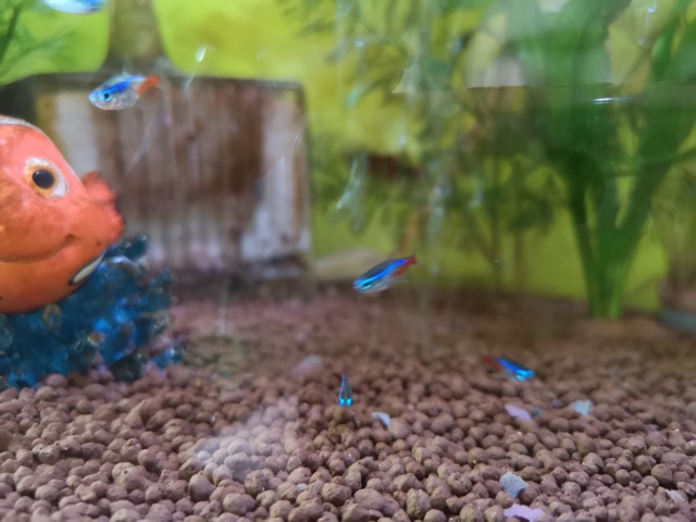 ネオンテトラとニモの置物画像