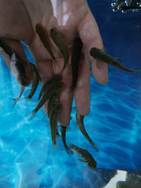 寺泊水族館のドクターフィッシュ画像