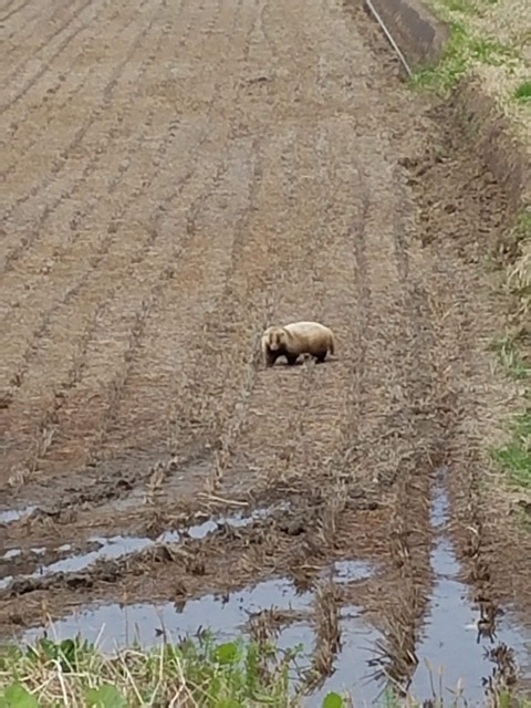 新潟県胎内市野生のアナグマ画像