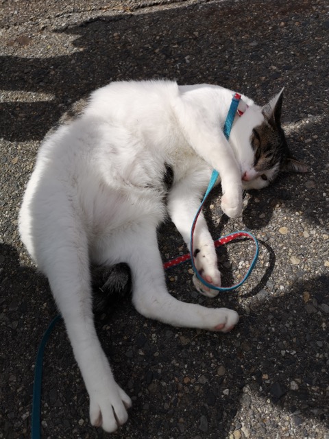 新潟県胎内市樽が橋遊園猫画像