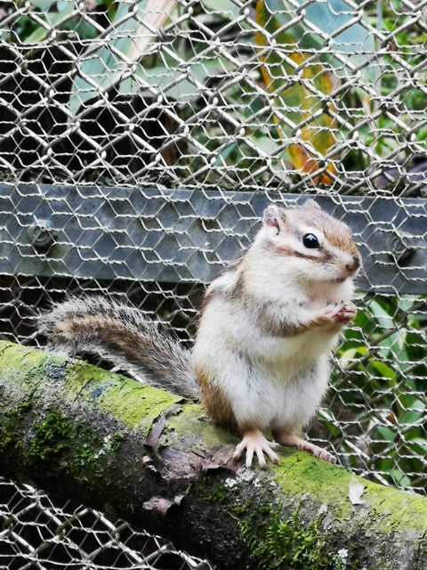 新潟県加茂市加茂山公園リス園のリスの餌やり画像