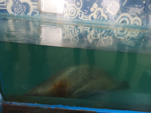 寺泊水族館ゴマフアザラシのぺぺ画像