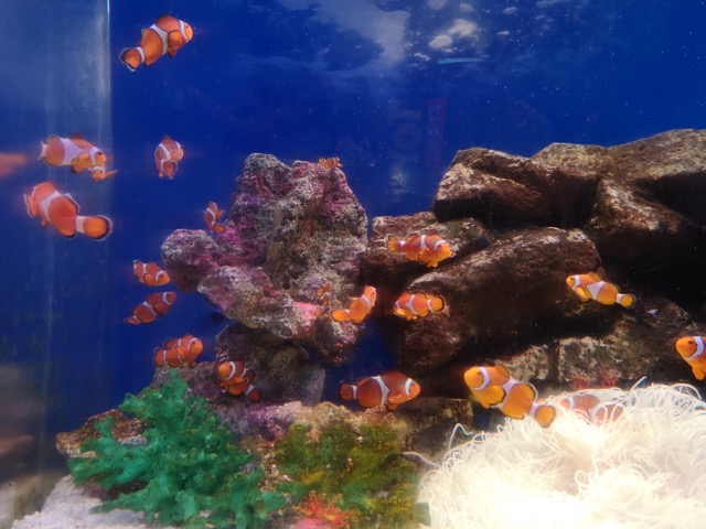寺泊水族館カクレクマノミ水槽画像