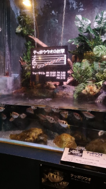 新潟県の子連れ穴場おすすめスポット寺泊水族博物館のテッポウウオ画像
