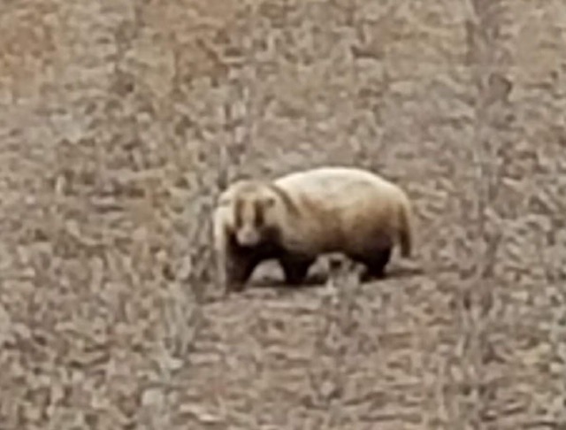 新潟県胎内市ドライブ中の野生のアナグマ画像