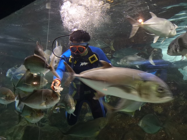 新潟寺泊水族館ダイバーの餌付けショー画像