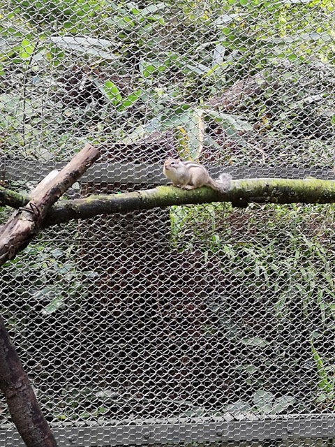 新潟県加茂山公園リス園画像