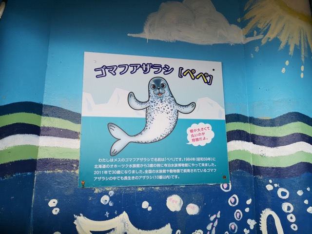 寺泊水族館ゴマフアザラシのぺぺ画像