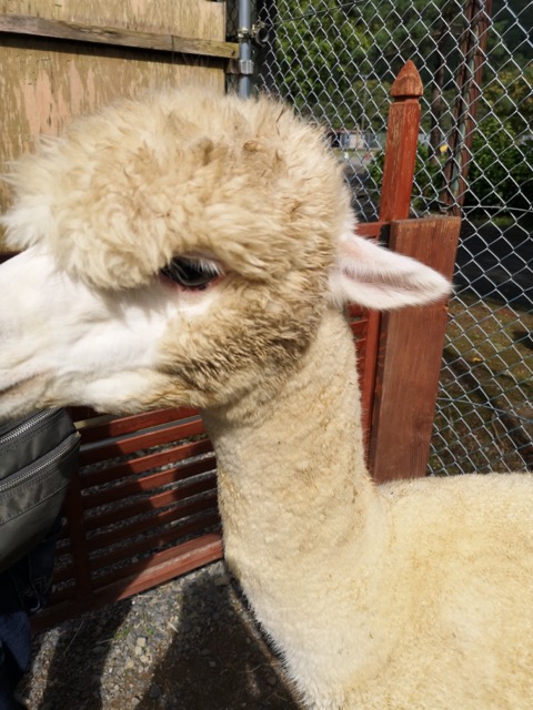 新潟胎内観光樽が橋遊園アルパカのおから画像