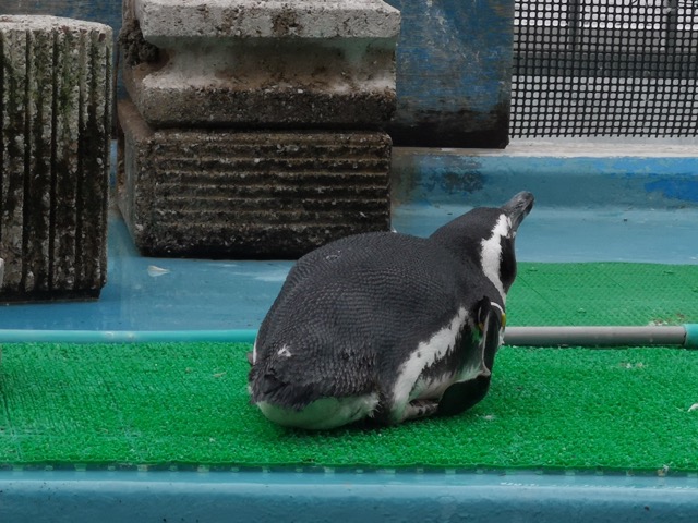 新潟寺泊水族館ペンギンさん画像