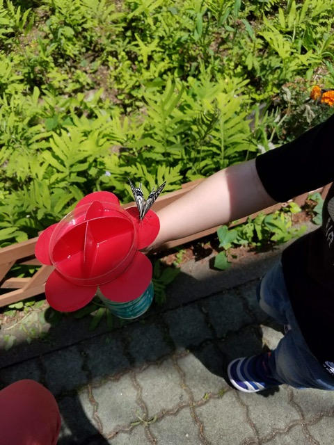 新潟県胎内市昆虫の館ちょうちょ画像