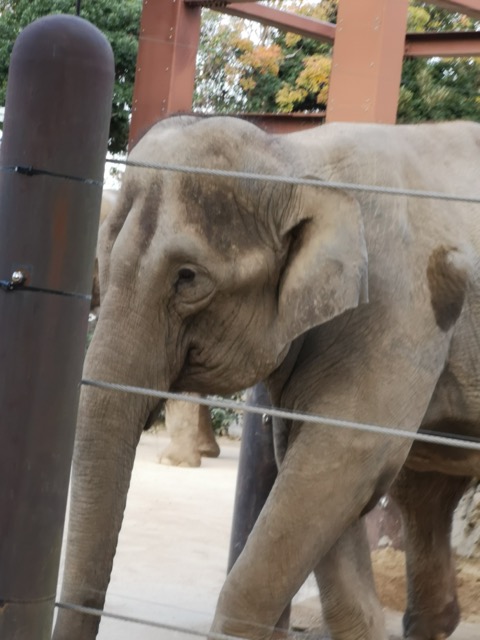 上野動物園に 0歳児4歳児子連れレポゾウ画像