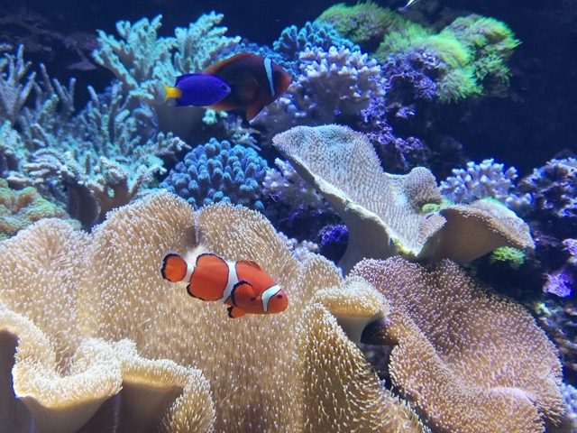 マリンピア日本海 ニモ カクレクマノミ画像
