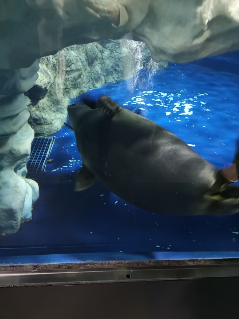 マリンピア日本海 アザラシ画像