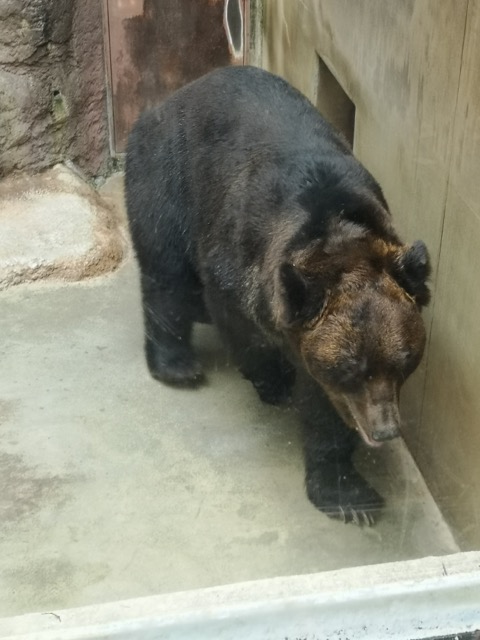上野動物園 0歳児4歳児子連れレポホッキョクグマ画像