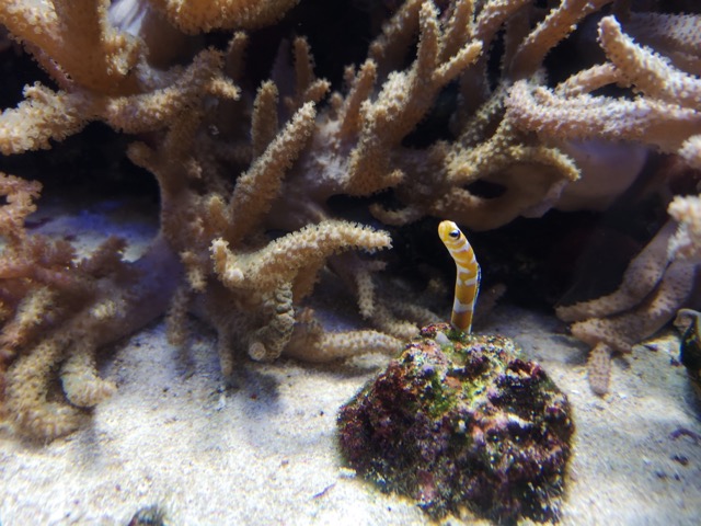 新潟県水族館マリンピア日本海のチンアナゴ画像