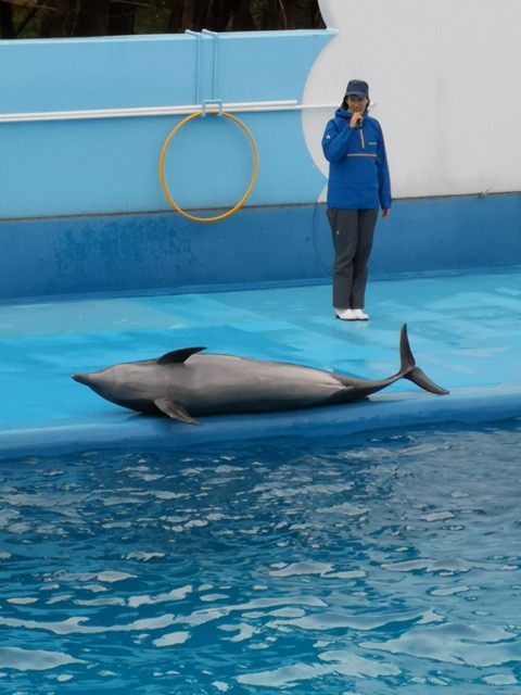 マリンピア日本海 イルカ画像