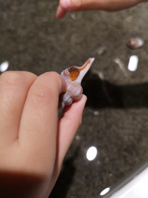 マリンピア日本海のタッチ水槽画像
