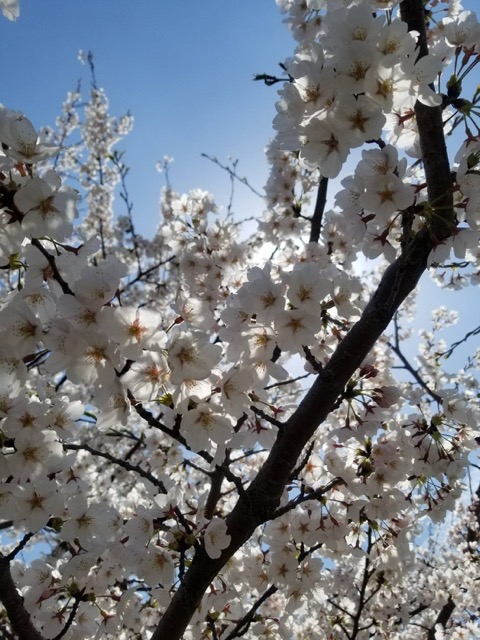 桜にまつわるエピソード