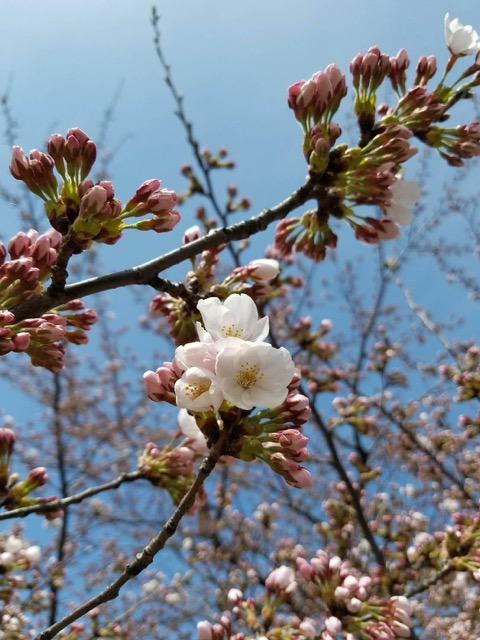 桜にまつわるエピソード