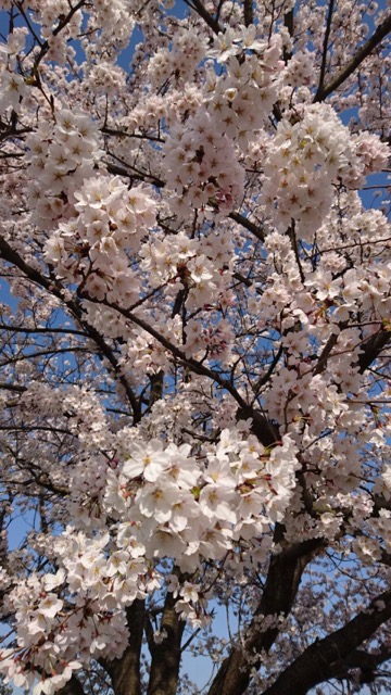 桜 エピソード