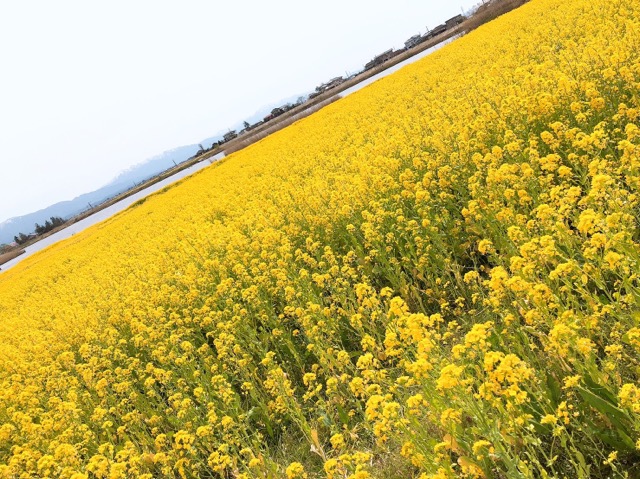 新潟福島潟の菜の花画像
