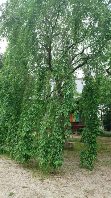 千葉市栄福寺枝垂れ桜画像