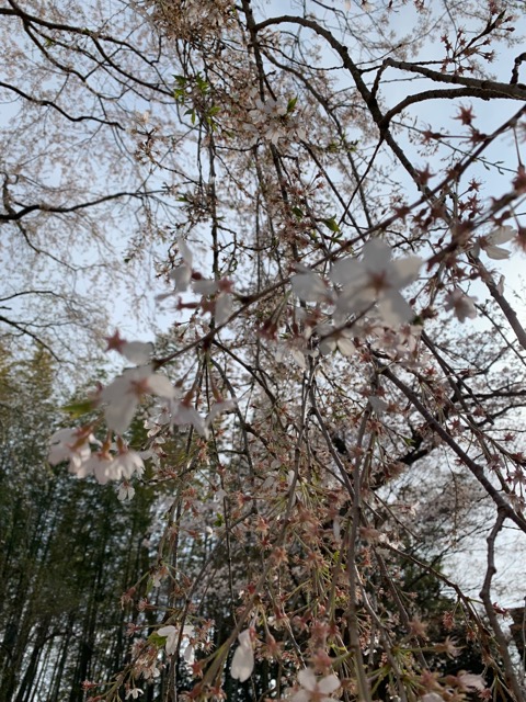 千葉栄福寺枝垂れ桜の開花状況画像