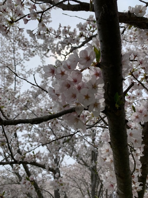 福島潟 桜画像
