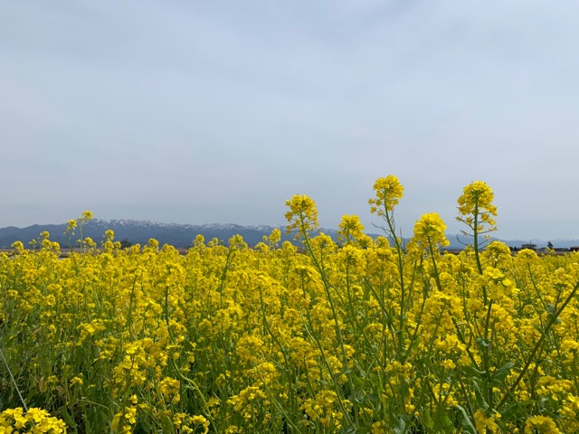 水の駅ビュー福島潟菜の花画像