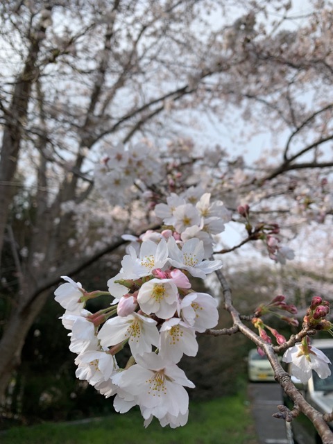 千葉市 板尾山 栄福寺の桜画像