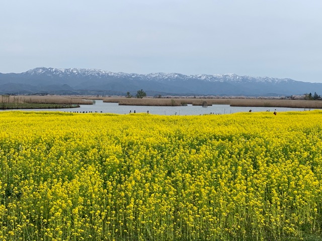 水の駅ビュー福島潟菜の花画像