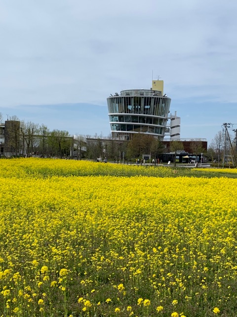 水の駅ビュー福島潟菜の花画像