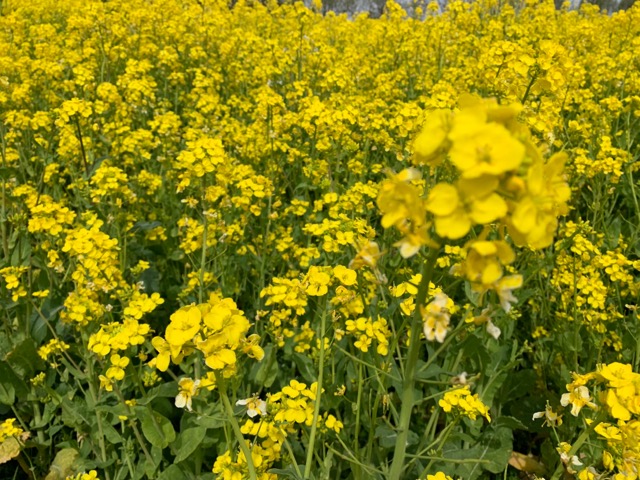 福島潟の菜の花画像
