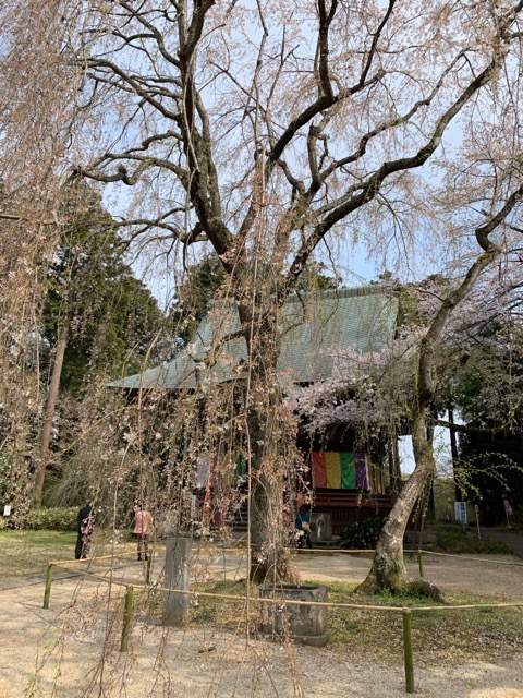 千葉市栄福寺枝垂れ桜の開花状況画像